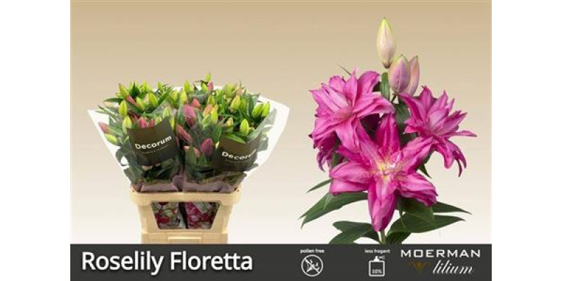 Lillys Or Du Rl Floretta 100 cm A1