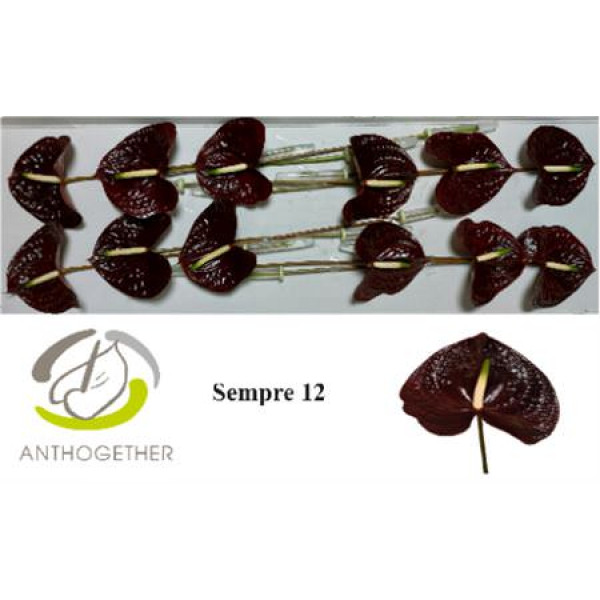 Anthurium A Sempre 12  A1