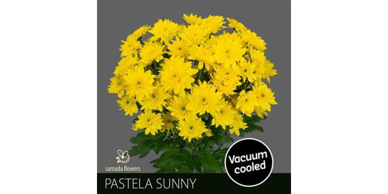 Chrysanthemums T Pastela Sunny 70 cm A1