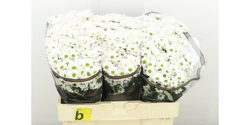 Chrysanthemums S Bowie 55 cm A1