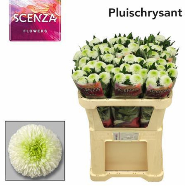 Chrysanthemums G Matchpoint 70cm A1