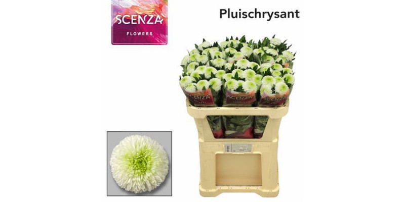 Chrysanthemums G Matchpoint 70cm A1