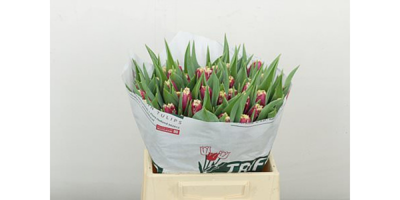 Tulips Freesias San Pablo 42cm A1