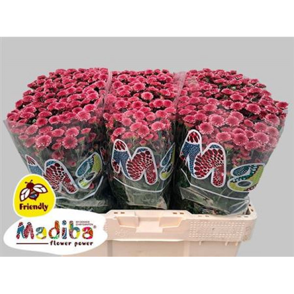 Chrysanthemums S Mad Tyolo Cher 80cm A1