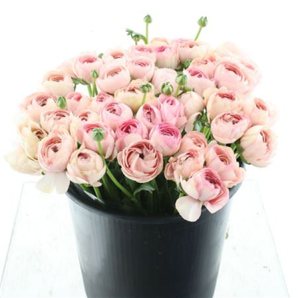 Ranunculus Su Sr Nuance Extra 40 cm 