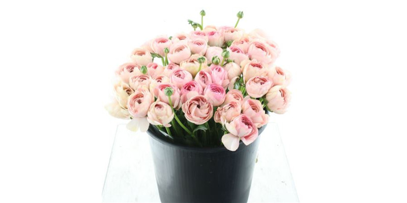 Ranunculus Su Sr Nuance Extra 40 cm 