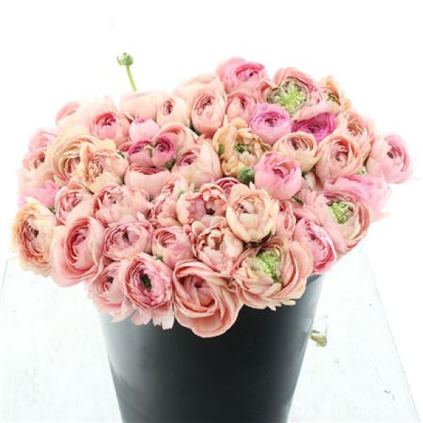 Ranunculus Su Sr Nuance Prima 40 cm 