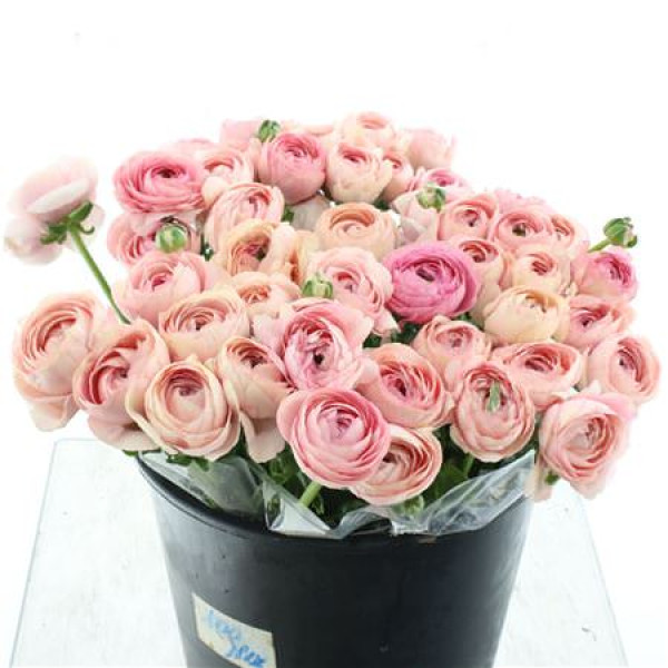 Ranunculus Su Sr Nuance Super 40 cm 