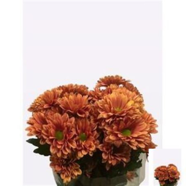 Chrysanthemums T Prada Orange 70cm A1