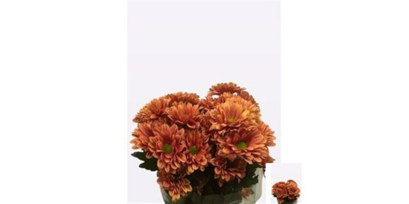 Chrysanthemums T Prada Orange 70cm A1