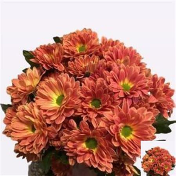 Chrysanthemums T Prada Sw Orang 70cm A1