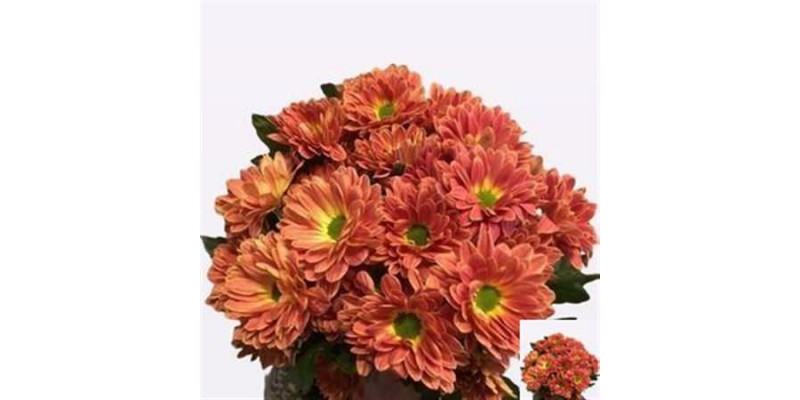 Chrysanthemums T Prada Sw Orang 70cm A1