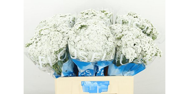 Achil M Brave Marble 60cm A1