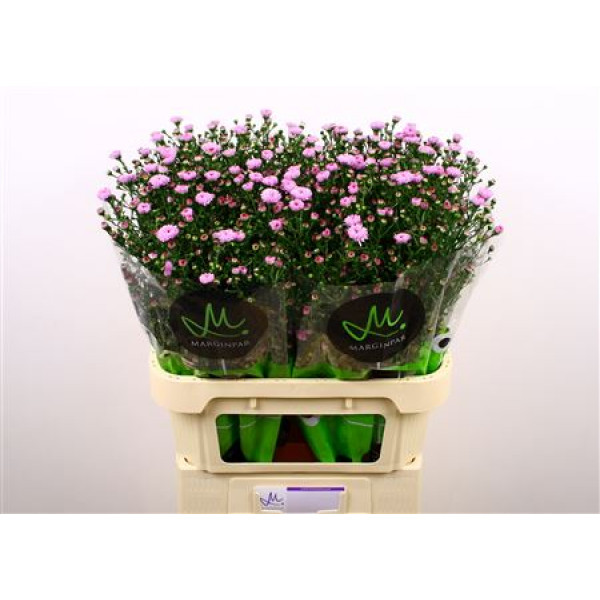 Aster  Double Da Pink 80cm A1