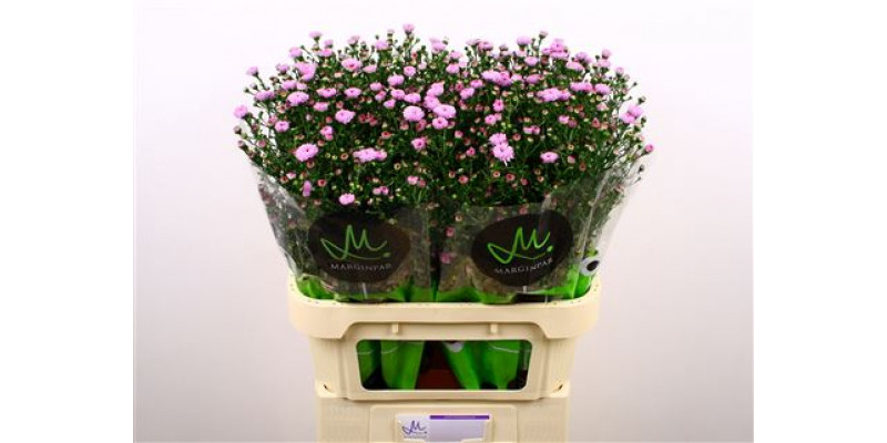 Aster  Double Da Pink 80cm A1