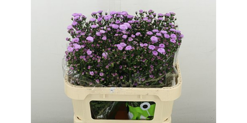 Aster  Double Da Pink 70 cm A1