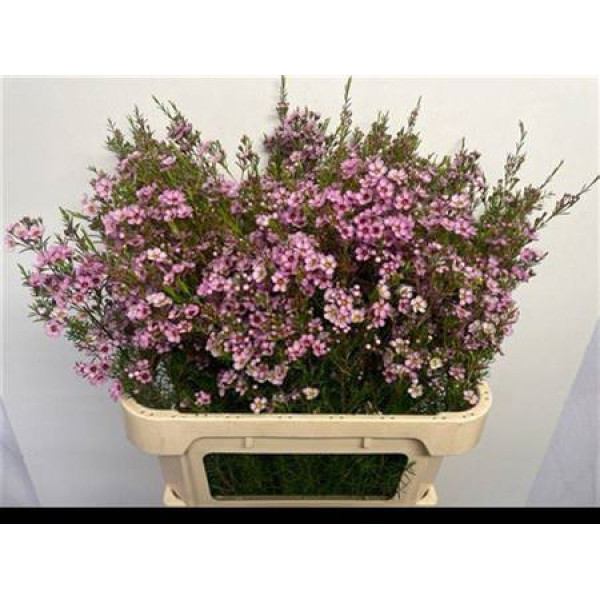 Chame Olivia 80 cm A1