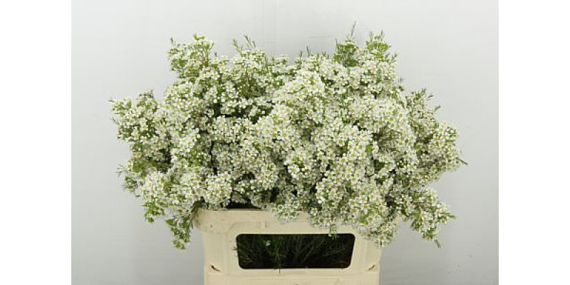 Chame Arbel 80 cm A1