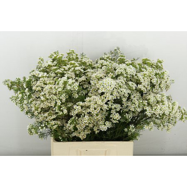 Chame Arbel 70 cm A1