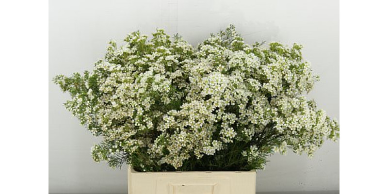 Chame Arbel 70 cm A1