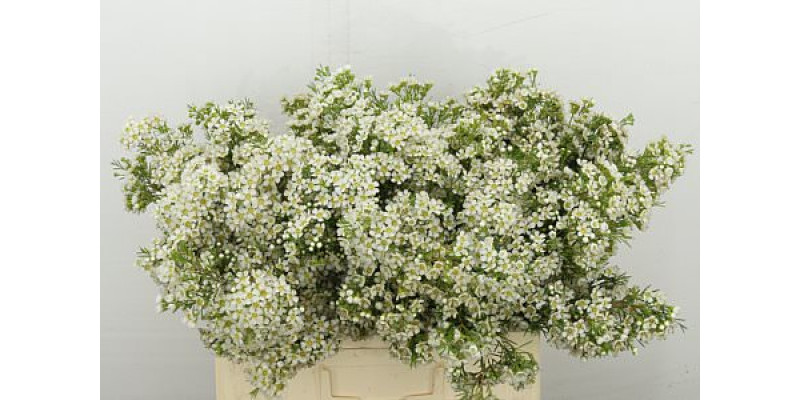 Chame Arbel 60 cm A1