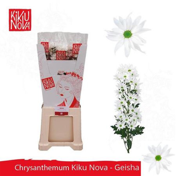 Chrysanthemums T Kiku Geisha Wh 90cm A1