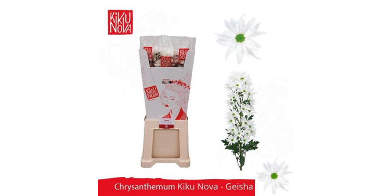Chrysanthemums T Kiku Geisha Wh 90cm A1