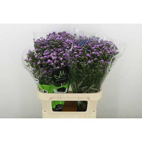 Aster  Teeny Tiny Pink 80 cm A1