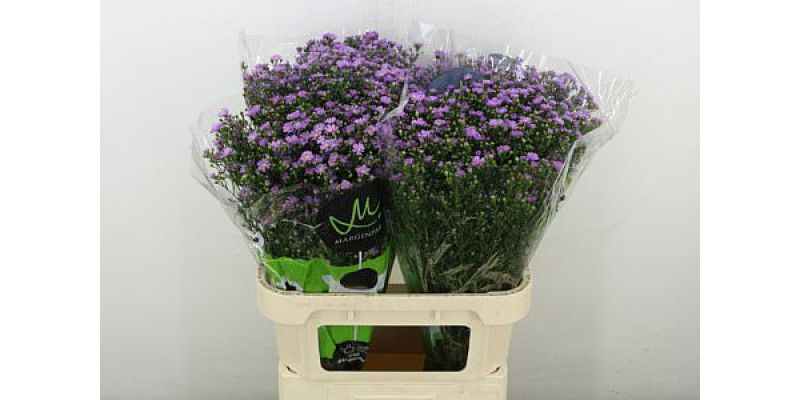 Aster  Teeny Tiny Pink 80 cm A1