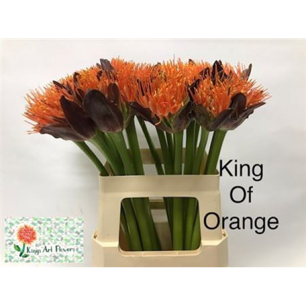 Scad M King O Orange 60cm A1