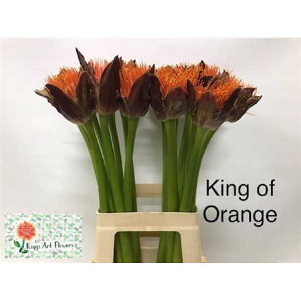 Scad M King O Orange 70cm A1