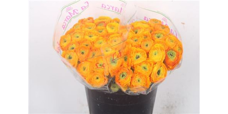 Ran.. Su Carioca Extra X25 45 cm A1