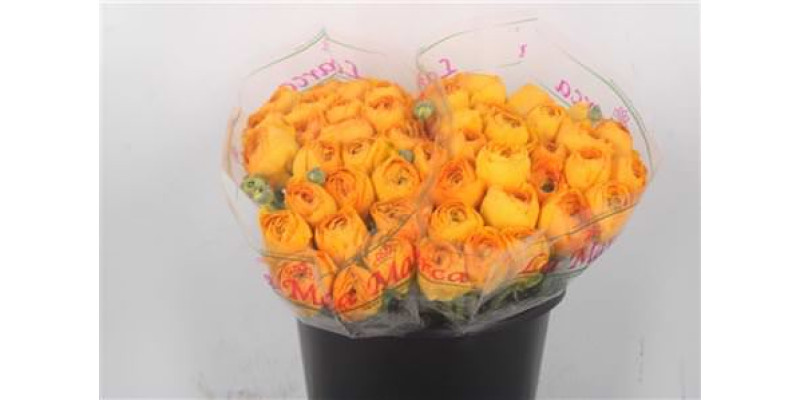 Ran.. Su Sunrise Extra X25 45 cm A1