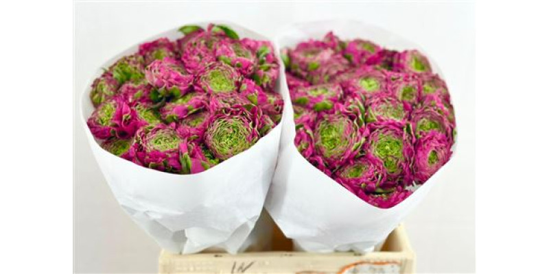 Ranunculus Pon Pon Aladin 45 cm A1