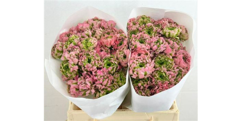 Ranunculus Pon Pon Alice 45 cm A1