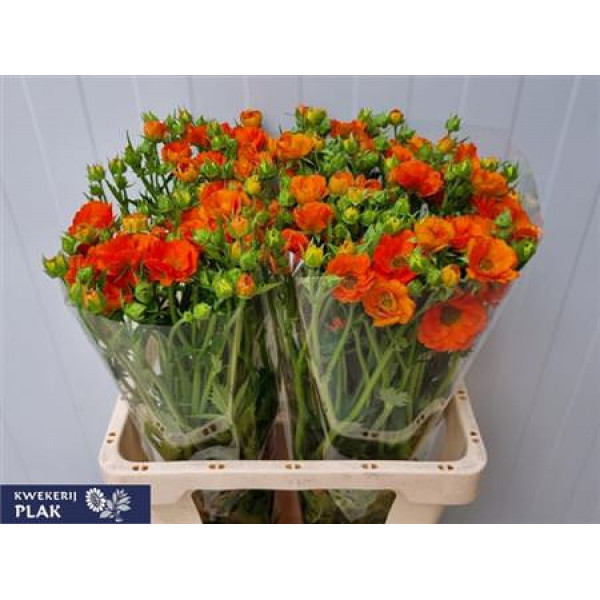 Geum Tropic Tempest 60cm A1