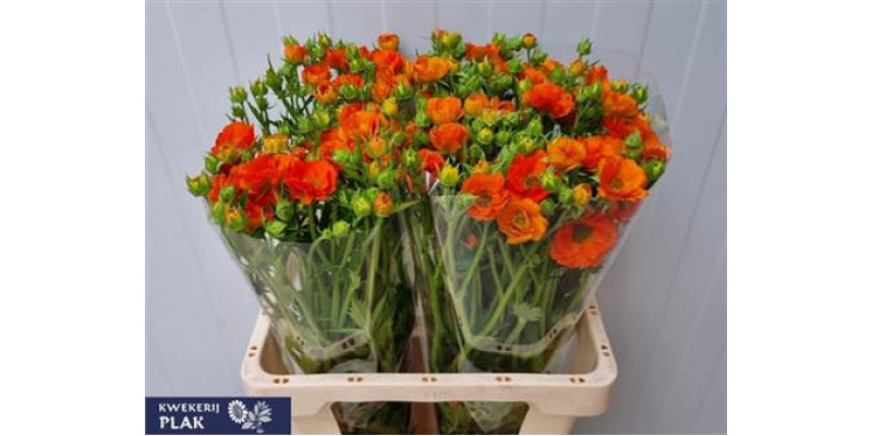 Geum Tropic Tempest 60cm A1