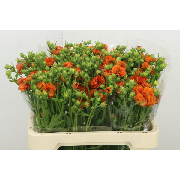 Geum Tropic Tempest 55 cm A1