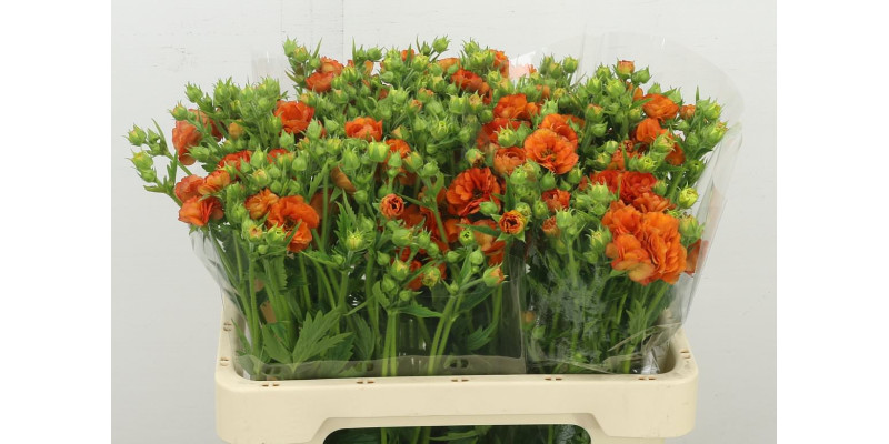 Geum Tropic Tempest 55 cm A1