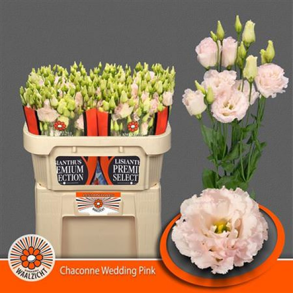 Lisianthus G Chac Wed Pink 70cm A1