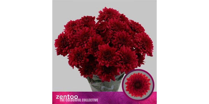 Chrysanthemums T Lamira Red 70cm A1