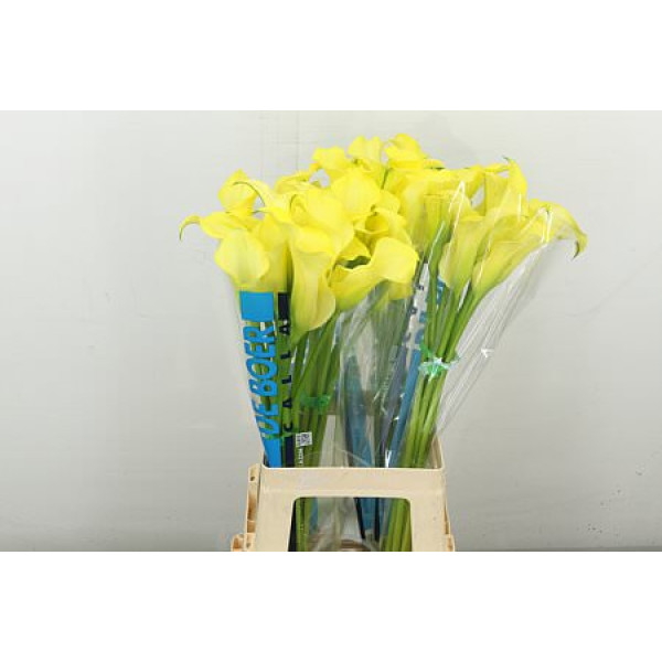 Zanthedeschias Calla Lilly Alice Springs 70 cm A1