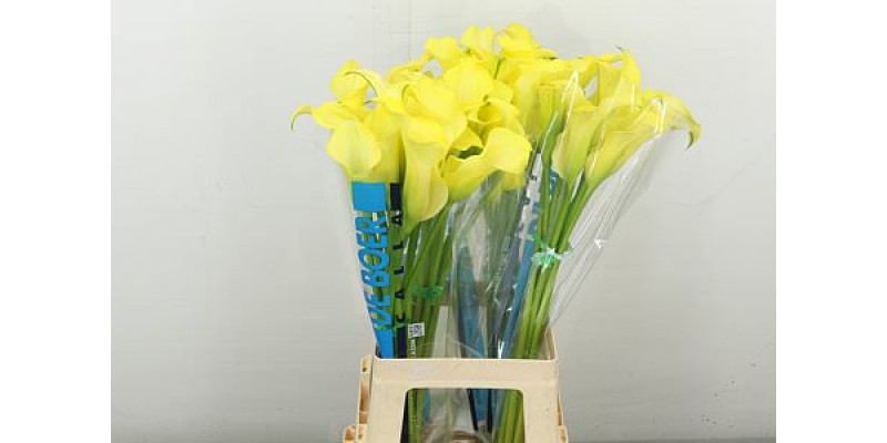 Zanthedeschias Calla Lilly Alice Springs 70 cm A1