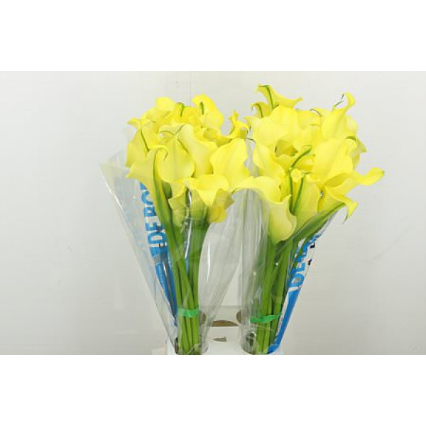 Zanthedeschias Calla Lilly Alice Springs 80 cm A1