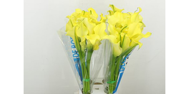 Zanthedeschias Calla Lilly Alice Springs 80 cm A1