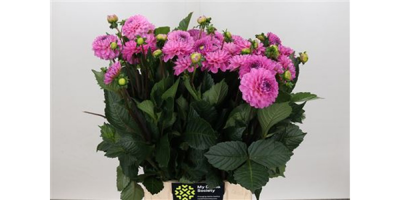 Dahlia Dark Wizard 55cm A1