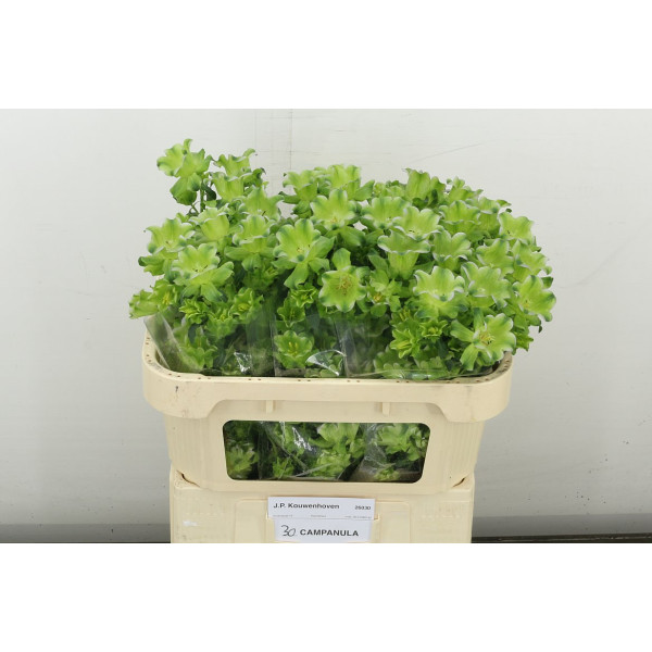 Camp M Evergr Lavend 70 cm A1
