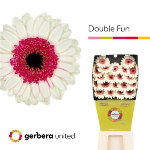 Germini Double Fun Diamond 50cm A1