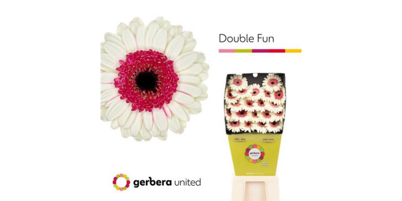 Germini Double Fun Diamond 50cm A1