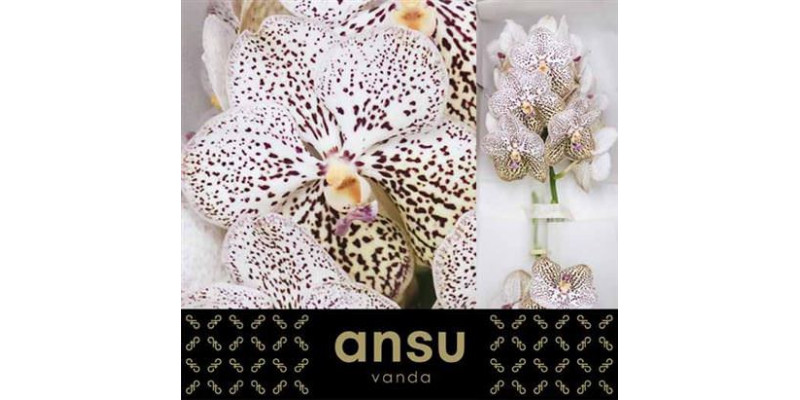 Orchid Vanda Purple Confetti 20 cm A1